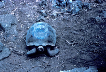Galapagos tortoise during 'normal' year