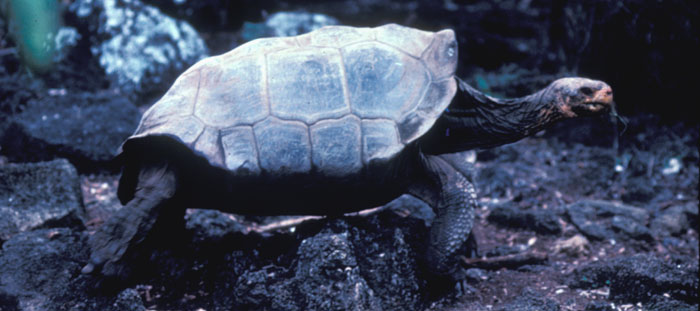 Saddleback Galapagos tortoise
