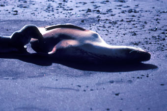 Galapagos sea lion and nursing baby