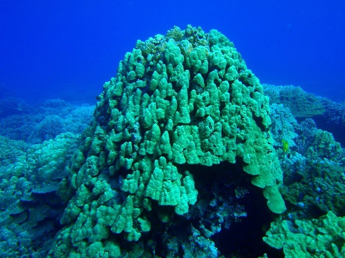 Hawaiian coral