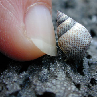 Hawaiian tidepool periwinkle snail