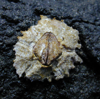 Hawaiian tidepool buckshot barnacle