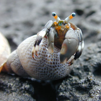 Hawaiian tidepool hermit crab