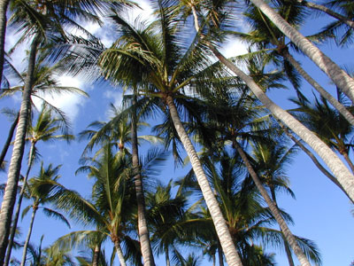 Hawaiian Palms