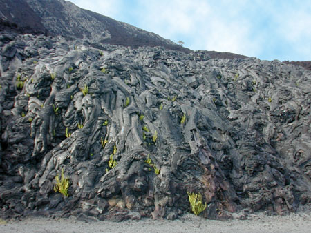 Ferns growing on lava