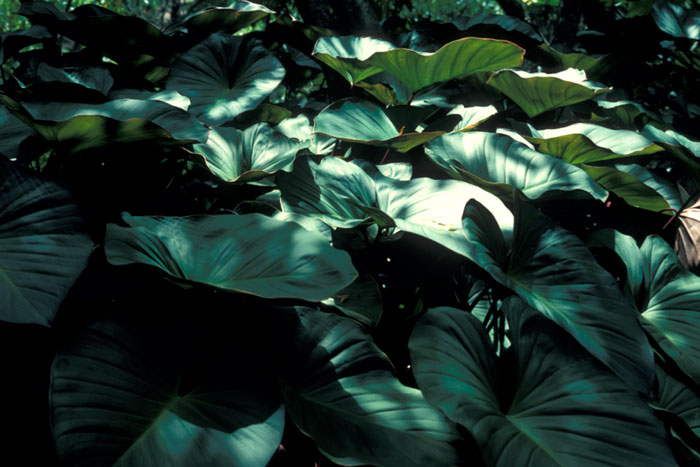 Beautiful Hawaiian leaves