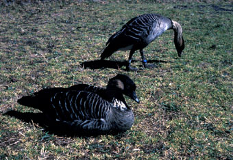 Nene Geese, endemic and endangered birds