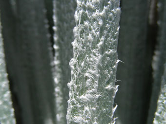 Close up of one 'hairy' leaf of silversword