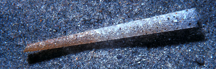 Worm tube of cemented sand