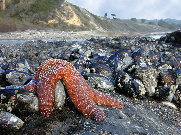 Ochre Sea Star in feeding position on top of a mussel