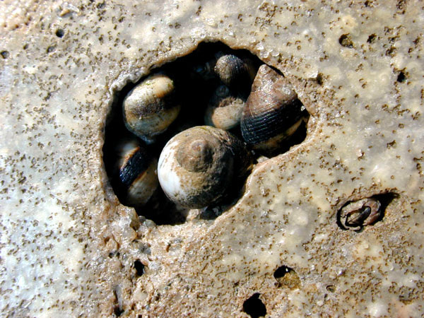 Periwinkle Snails nestled in crack in seawall of the Santa Barbara Breakwater