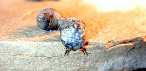 Periwinkle Snail looking for a mate