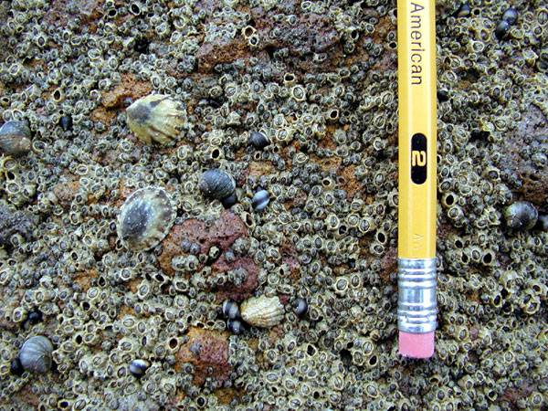 The Splash Zone with Periwinkle Snails, Fingernail Limpets and Buckshot Barnacles