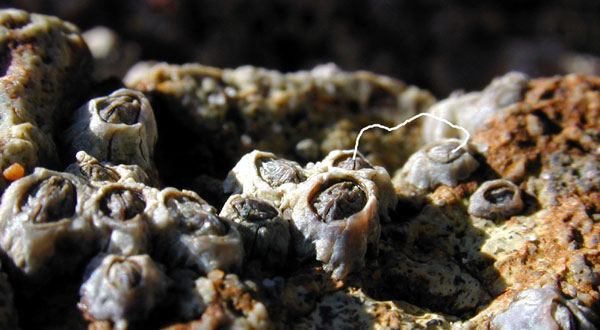 Buckshot Barnacles, one with simulated inflated penis