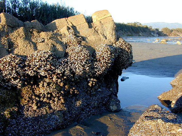 Tidepool rock at Devereux with Gooseneck Barnacle clumps at top of High Tide Zone.  Notice the Splash Zone at the top of the rock.