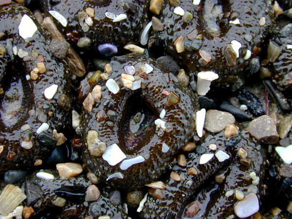 Aggregating Anemones at low tide close up