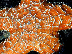 Central disk of ochre sea star, note seive plate