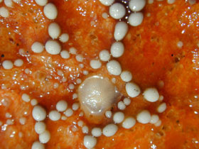 Seive plate (madrepore) close up