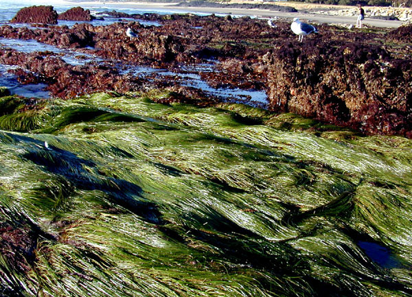 Surfgrass bed exposed at a minus tide