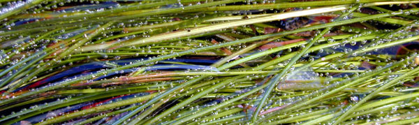 Oxygen bubbles produced by surfgrass on a sunny day at low tide