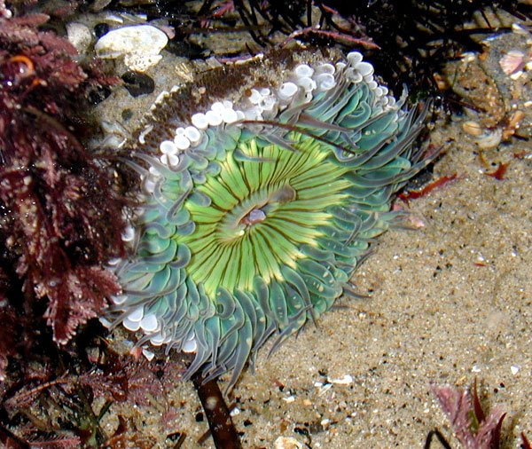 Starburst Anemone with a few acrorhagi inflated on left