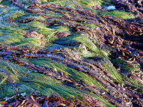 Feather Boa kelp mixed with Surf Grass