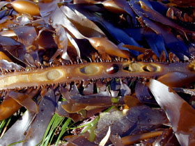Feather Boa Kelp with limpet on center stipe