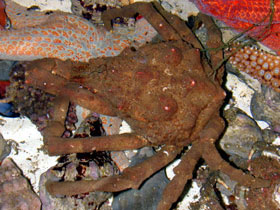 Large male decorator crab, pyramidal form