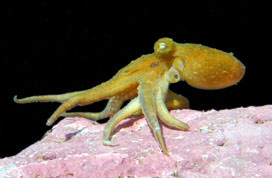 Octopus with smooth uniform colored skin