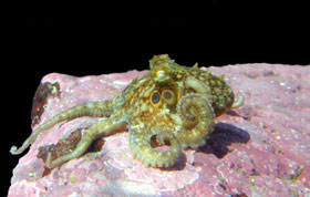 Octopus with bumpy blotchy colored skin