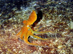 Octopus standing out in contrast to its environment
