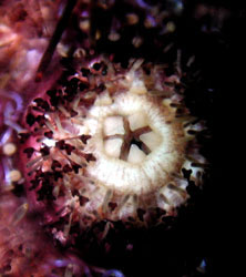 Se Urchin teeth (Aristotle's Lantern)