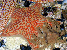 Leather Sea Star with female decorator crab