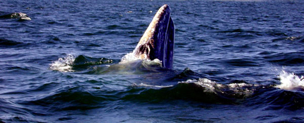 Gray Whale surfacing to breathe