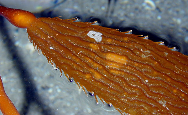 Bladder kelp with encrusting white 