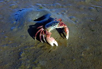 Crab on the Mud Flat