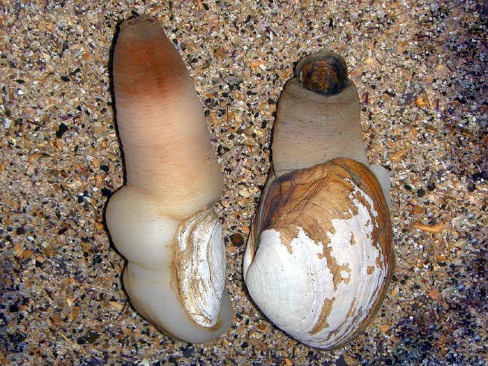 Geoduck and Gaper Clams