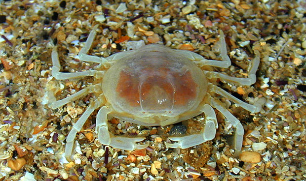 Pea Crab Commensal