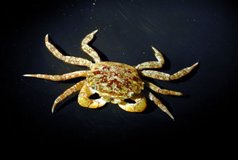Mud Flat Crab