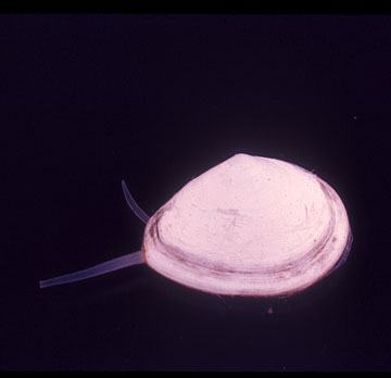 Bent-nose Clam with Siphons
