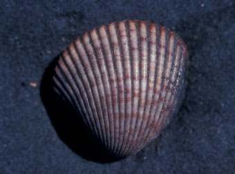 Cockle Side View