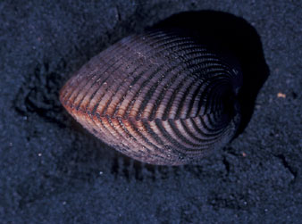 Cockle Top View