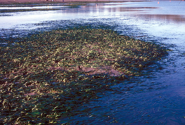 Eel Grass exposed at a minus tide