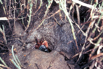 Lined Shore Crab in Mud Flat Tunnel