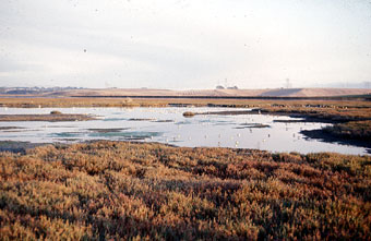 Salt Marsh Overview