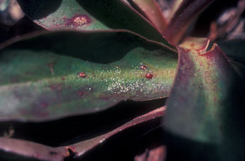 Close up of Everlasting