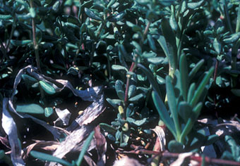 Sea Blite, a transition plant