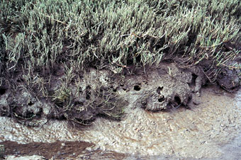 Crab Tunnels in Mud Flat