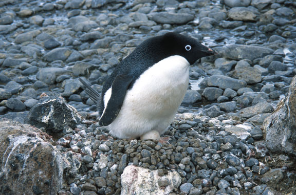 Adelie penguin incubating an egg.