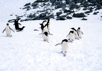 Adelie penguins in the snow